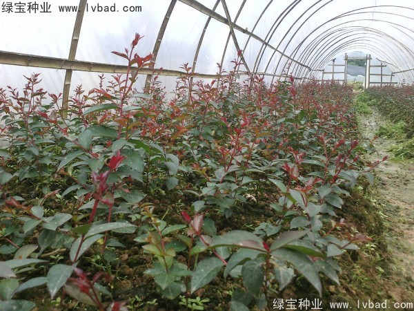 紅花<a href='http://m.wuzhouwash.com/linmuzhongzi/1698.html' target='_blank'>紫薇種子</a>