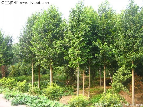 樂昌<a href='http://m.wuzhouwash.com/linmuzhongzi/1802.html' target='_blank'>含笑種子</a>