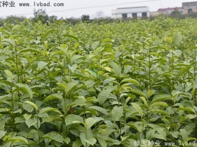 樂昌含笑種子