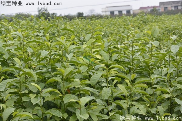 <a href='http://m.wuzhouwash.com/linmuzhongzi/1822.html' target='_blank'>樂昌含笑種子</a>