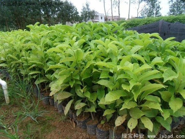 樂昌<a href='http://m.wuzhouwash.com/linmuzhongzi/1802.html' target='_blank'>含笑種子</a>