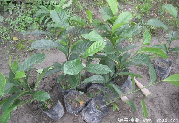 樂昌<a href='http://m.wuzhouwash.com/linmuzhongzi/1802.html' target='_blank'>含笑</a><a href='http://m.wuzhouwash.com/' target='_blank'>種子</a>
