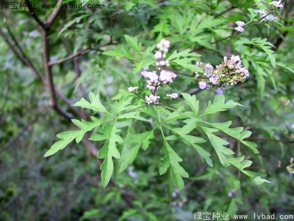 荊條種子