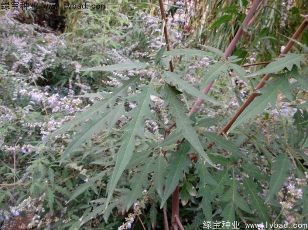 <a href='http://m.wuzhouwash.com/linmuzhongzi/1824.html' target='_blank'>荊條</a><a href='http://m.wuzhouwash.com/' target='_blank'>種子</a>