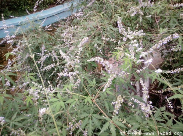 荊條<a href='http://m.wuzhouwash.com/' target='_blank'>種子</a>