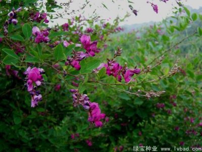 胡枝子種子