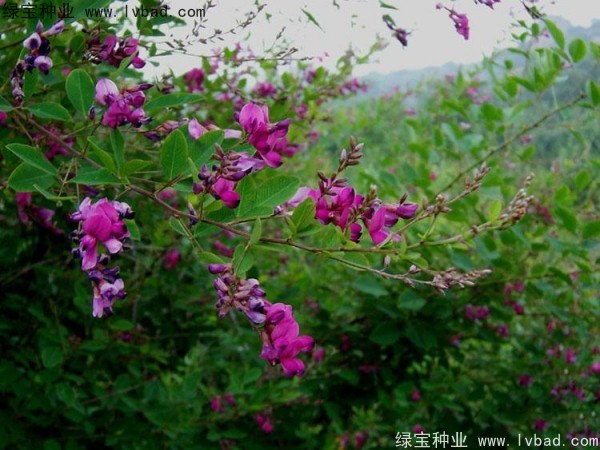 <a href='http://m.wuzhouwash.com/linmuzhongzi/1826.html' target='_blank'>胡枝子種子</a>