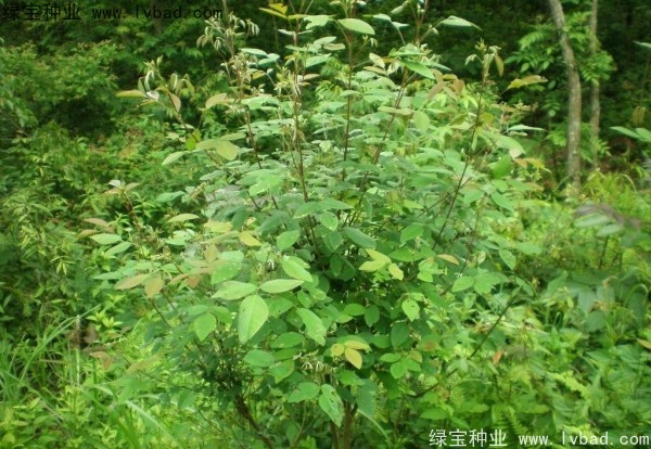 <a href='http://m.wuzhouwash.com/linmuzhongzi/1826.html' target='_blank'>胡枝子</a><a href='http://m.wuzhouwash.com/' target='_blank'>種子</a>