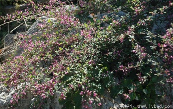 <a href='http://m.wuzhouwash.com/linmuzhongzi/1826.html' target='_blank'>胡枝子種子</a>