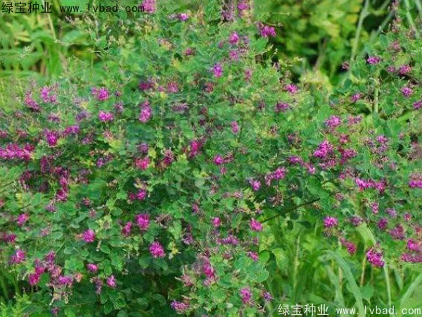 <a href='http://m.wuzhouwash.com/linmuzhongzi/1826.html' target='_blank'>胡枝子種子</a>
