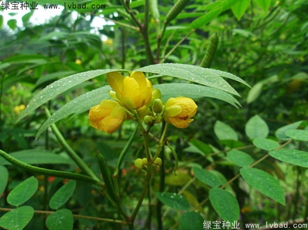 <a href='http://m.wuzhouwash.com/linmuzhongzi/1827.html' target='_blank'>望江南種子</a>