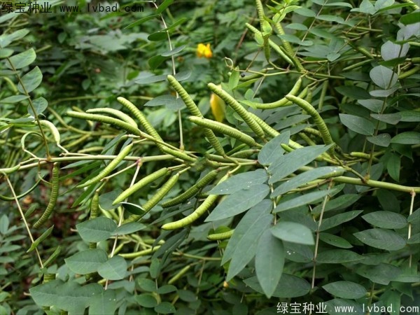 <a href='http://m.wuzhouwash.com/linmuzhongzi/1827.html' target='_blank'>望江南種子</a>