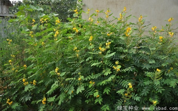 <a href='http://m.wuzhouwash.com/linmuzhongzi/1827.html' target='_blank'>望江南</a><a href='http://m.wuzhouwash.com/' target='_blank'>種子</a>