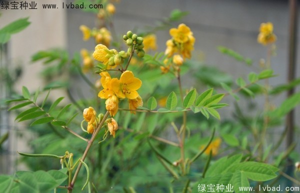望江南<a href='http://m.wuzhouwash.com/' target='_blank'>種子</a>