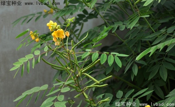 <a href='http://m.wuzhouwash.com/linmuzhongzi/1827.html' target='_blank'>望江南種子</a>