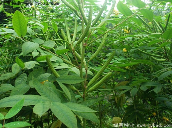 <a href='http://m.wuzhouwash.com/linmuzhongzi/1827.html' target='_blank'>望江南</a><a href='http://m.wuzhouwash.com/' target='_blank'>種子</a>