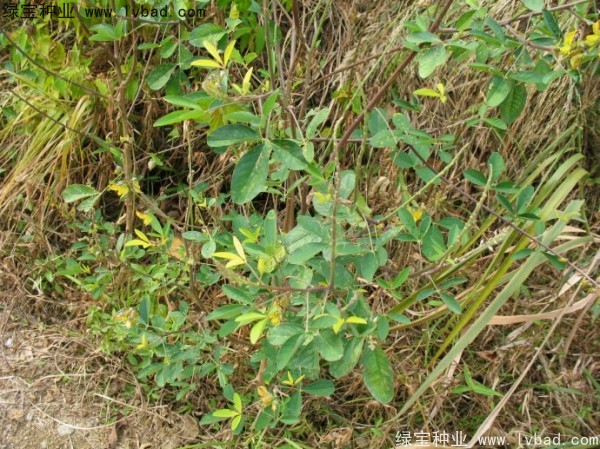 <a href='http://m.wuzhouwash.com/linmuzhongzi/22484.html' target='_blank'>豬屎豆種子</a>