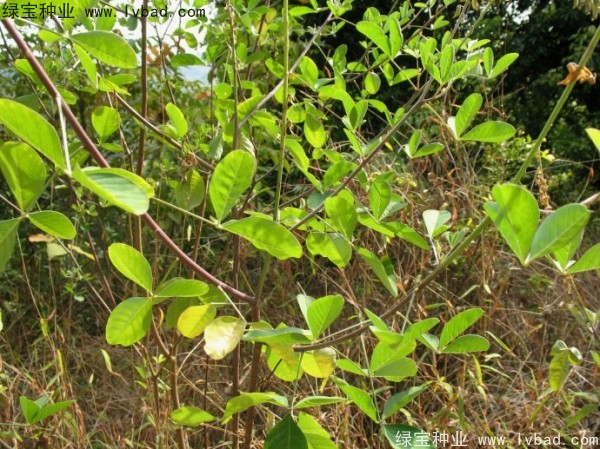 豬屎豆<a href='http://m.wuzhouwash.com/' target='_blank'>種子</a>