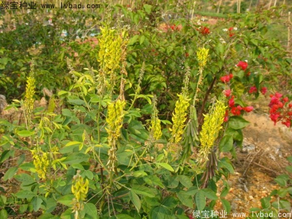 <a href='http://m.wuzhouwash.com/linmuzhongzi/22484.html' target='_blank'>豬屎豆種子</a>