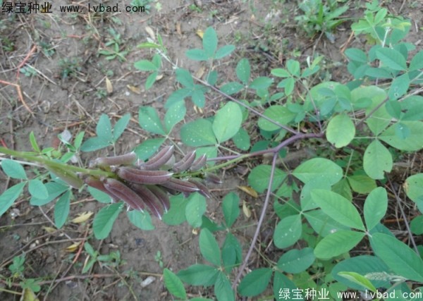 <a href='http://m.wuzhouwash.com/linmuzhongzi/22484.html' target='_blank'>豬屎豆種子</a>