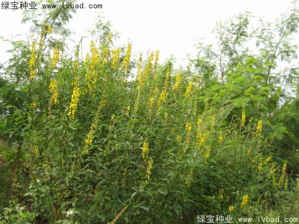 豬屎豆種子
