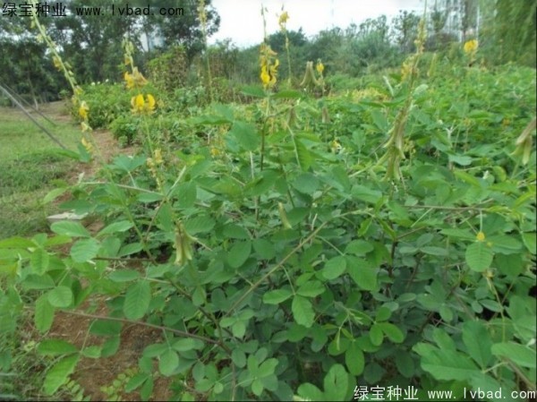 <a href='http://m.wuzhouwash.com/linmuzhongzi/22484.html' target='_blank'>豬屎豆</a><a href='http://m.wuzhouwash.com/' target='_blank'>種子</a>
