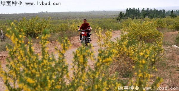 <a href='http://m.wuzhouwash.com/linmuzhongzi/1829.html' target='_blank'>檸條種子</a>