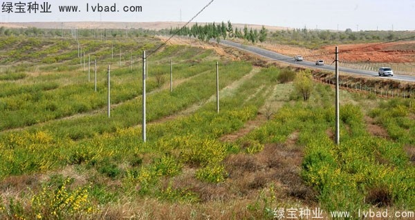 <a href='http://m.wuzhouwash.com/linmuzhongzi/1829.html' target='_blank'>檸條種子</a>