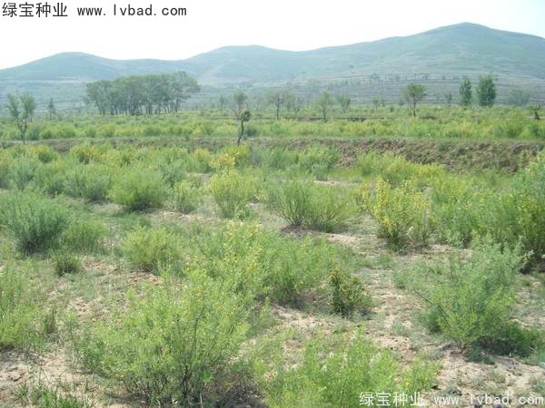<a href='http://m.wuzhouwash.com/linmuzhongzi/1829.html' target='_blank'>檸條</a><a href='http://m.wuzhouwash.com/' target='_blank'>種子</a>