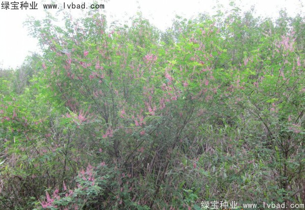 <a href='http://m.wuzhouwash.com/linmuzhongzi/1832.html' target='_blank'>多花木蘭種子</a>