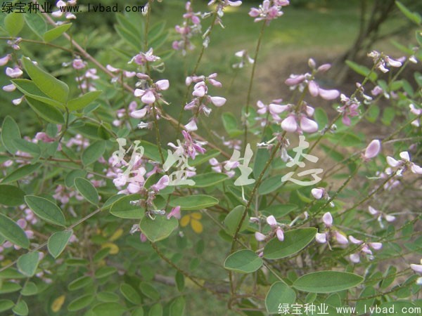 <a href='http://m.wuzhouwash.com/linmuzhongzi/1832.html' target='_blank'>多花木蘭種子</a>