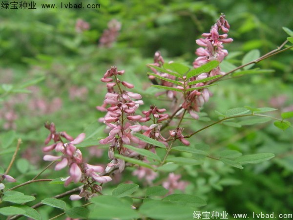 <a href='http://m.wuzhouwash.com/linmuzhongzi/1832.html' target='_blank'>多花木蘭種子</a>
