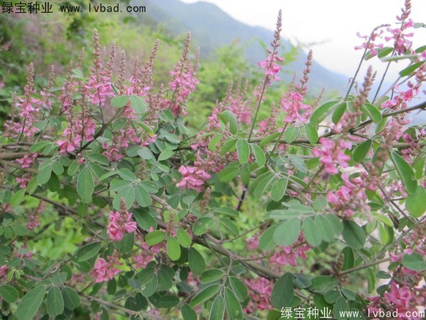 多花木蘭<a href='http://m.wuzhouwash.com/' target='_blank'>種子</a>