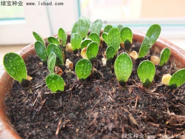 <a href='http://m.wuzhouwash.com/linmuzhongzi/1833.html' target='_blank'>君子蘭種子</a>