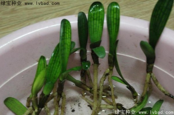 <a href='http://m.wuzhouwash.com/linmuzhongzi/1833.html' target='_blank'>君子蘭種子</a>