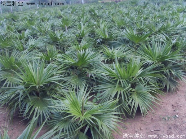 蒲葵<a href='http://m.wuzhouwash.com/' target='_blank'>種子</a>