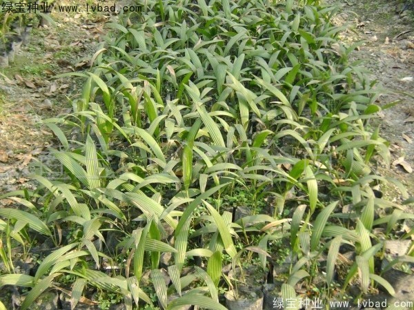 <a href='http://m.wuzhouwash.com/linmuzhongzi/1834.html' target='_blank'>蒲葵種子</a>