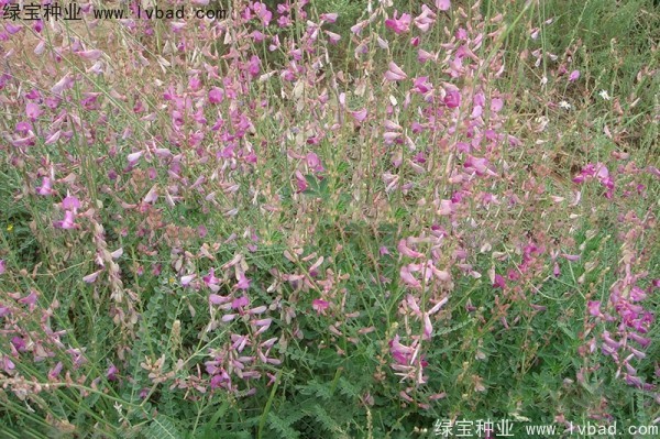 <a href='http://m.wuzhouwash.com/linmuzhongzi/1835.html' target='_blank'>紅豆種子</a>