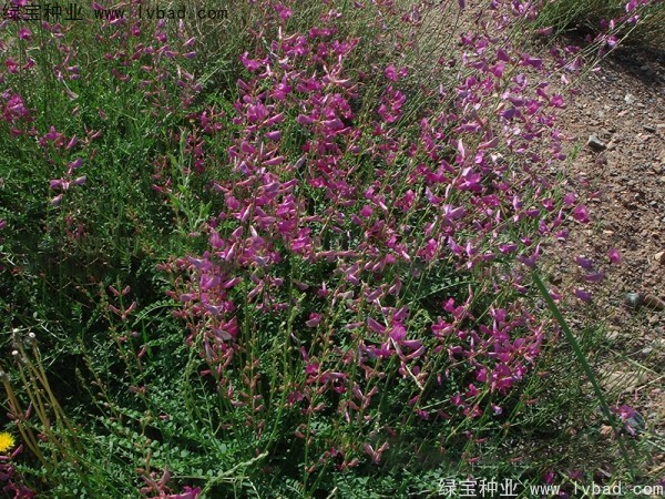 <a href='http://m.wuzhouwash.com/linmuzhongzi/1835.html' target='_blank'>紅豆</a><a href='http://m.wuzhouwash.com/' target='_blank'>種子</a>