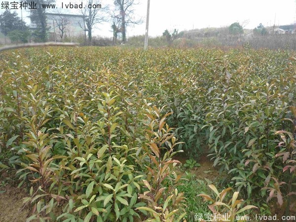 <a href='http://m.wuzhouwash.com/linmuzhongzi/1838.html' target='_blank'>杜英種子</a>