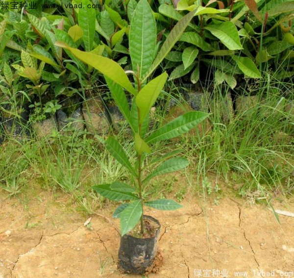 杜英<a href='http://m.wuzhouwash.com/' target='_blank'>種子</a>