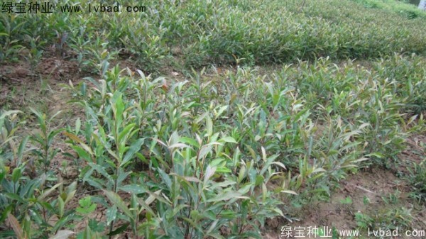 <a href='http://m.wuzhouwash.com/linmuzhongzi/1838.html' target='_blank'>杜英種子</a>