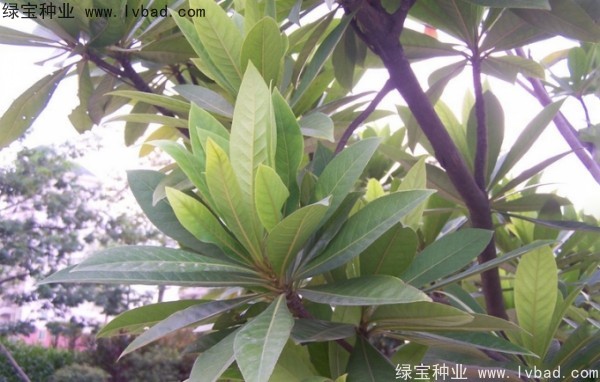 杜英種子