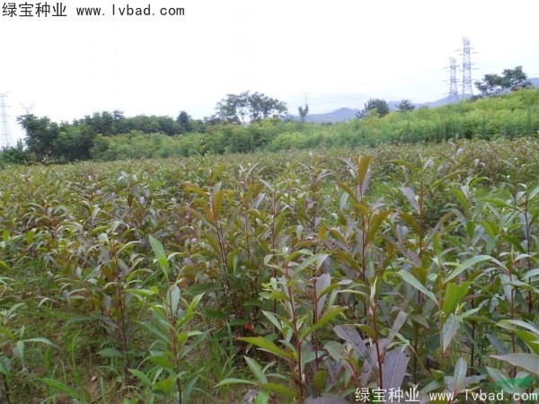 杜英<a href='http://m.wuzhouwash.com/' target='_blank'>種子</a>