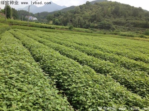 <a href='http://m.wuzhouwash.com/linmuzhongzi/1839.html' target='_blank'>楓香種子</a>