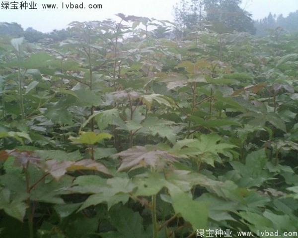 楓香<a href='http://m.wuzhouwash.com/' target='_blank'>種子</a>
