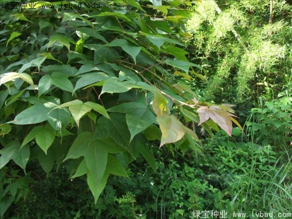 <a href='http://m.wuzhouwash.com/linmuzhongzi/1839.html' target='_blank'>楓香種子</a>