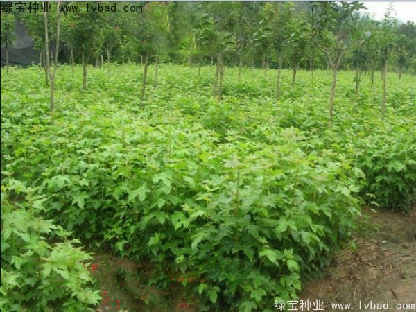 <a href='http://m.wuzhouwash.com/linmuzhongzi/1839.html' target='_blank'>楓香</a><a href='http://m.wuzhouwash.com/' target='_blank'>種子</a>