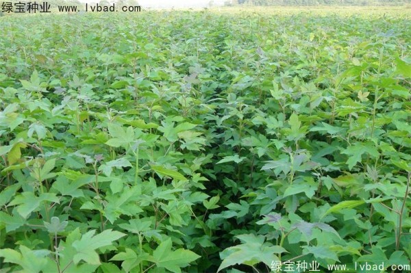 <a href='http://m.wuzhouwash.com/linmuzhongzi/1839.html' target='_blank'>楓香種子</a>