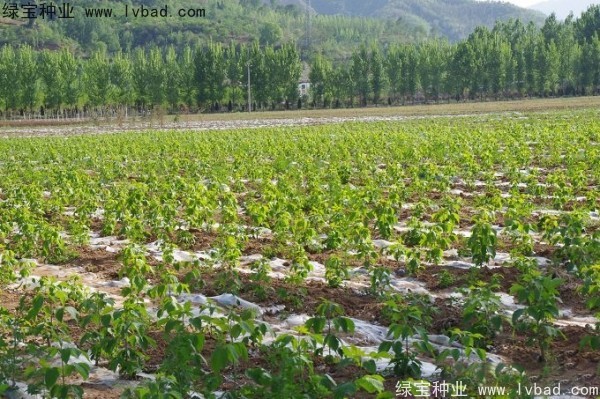 復葉槭<a href='http://m.wuzhouwash.com/' target='_blank'>種子</a>